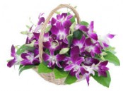 Orchid Basket